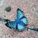 Mariposa Azul Mexicana Peninsular - Photo (c) Israel Cortés, algunos derechos reservados (CC BY), subido por Israel Cortés