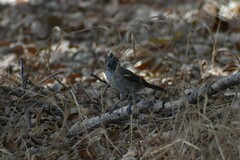 Baeolophus inornatus