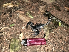 Heterometrus laoticus