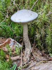 Leccinellum albellum