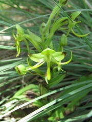 Habenaria jaliscana
