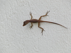 Anolis lineatopus