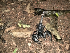 Heterometrus laoticus
