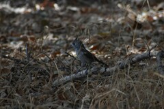 Baeolophus inornatus