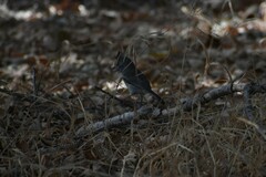 Baeolophus inornatus