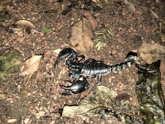 Heterometrus laoticus