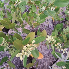 Laguncularia racemosa