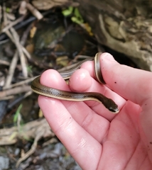 Regina septemvittata