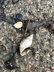 Neogastropoda