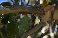 Baeolophus inornatus