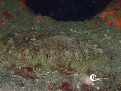 Zeugopterus punctatus