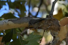 Baeolophus inornatus