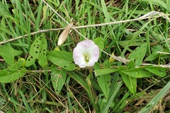 Convolvulus
