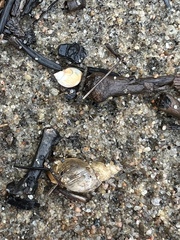 Neogastropoda