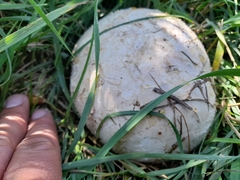 Calvatia booniana