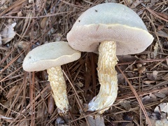 Austroboletus subflavidus