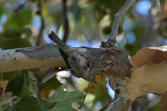 Baeolophus inornatus