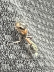 Pseudomyrmex gracilis