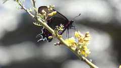Parides bunichus
