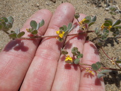 Acmispon heermannii