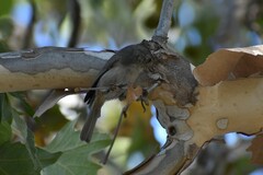 Baeolophus inornatus