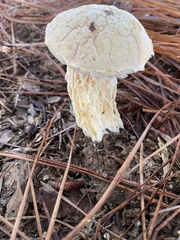 Austroboletus subflavidus