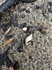 Neogastropoda