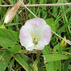 Convolvulus