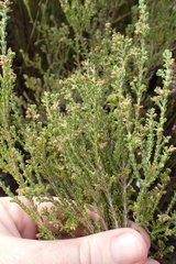 Erica serrata