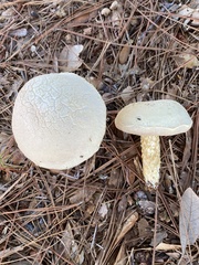 Austroboletus subflavidus