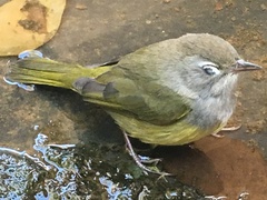Geothlypis tolmiei