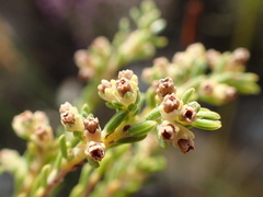 Erica serrata