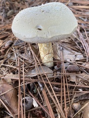 Austroboletus subflavidus