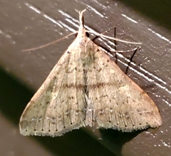 Renia salusalis