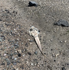 Pseudobatos productus