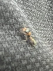 Pseudomyrmex gracilis