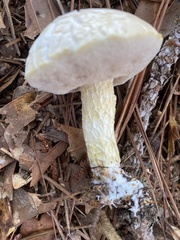 Austroboletus subflavidus