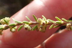 Erica serrata