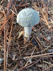 Austroboletus subflavidus