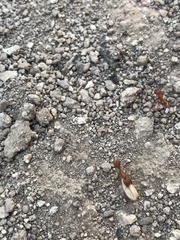 Pogonomyrmex maricopa