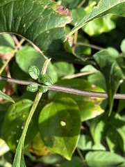 Helianthus decapetalus