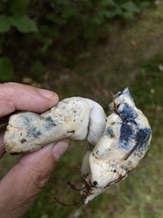 Gyroporus cyanescens