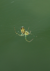 Mangora