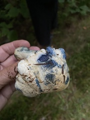 Gyroporus cyanescens