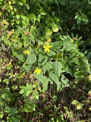 Helianthus decapetalus