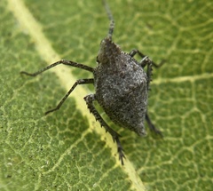 Orgeriinae