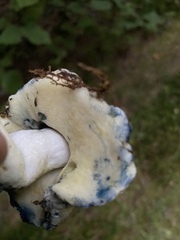 Gyroporus cyanescens