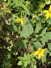 Helianthus decapetalus