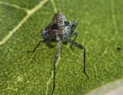 Orgeriinae