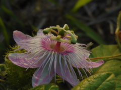 Passiflora foetida